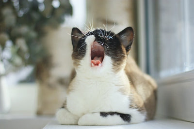 cats sneezing