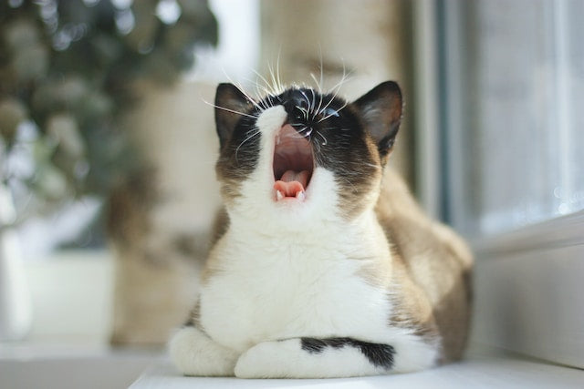 cats sneezing