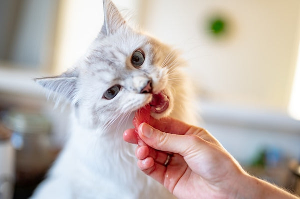 Why Cats are Obsessed with Tuna?
