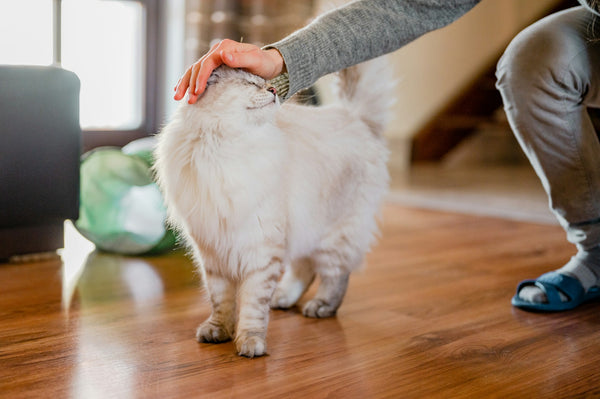 Why Cats Lick Themselves After We Touch Them