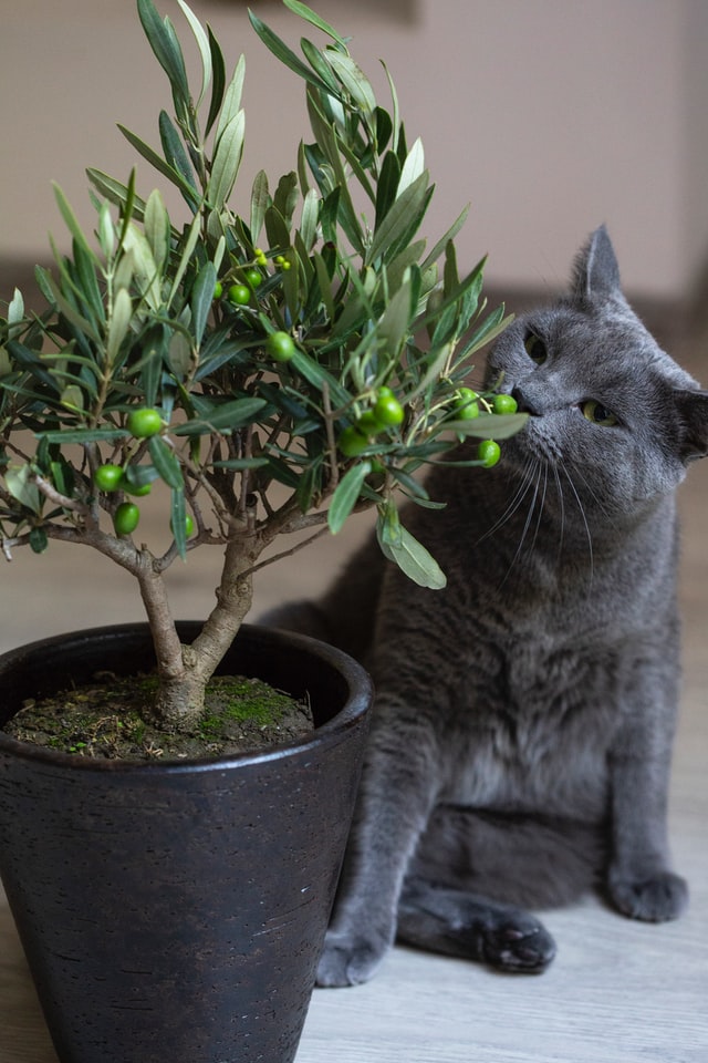 Top 6 Trendy Plants That Are Safe for Cats