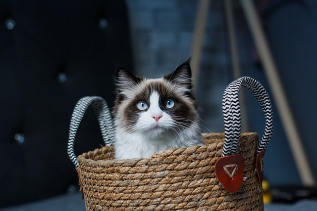 Why is the ragdoll cat breed so popular in Malaysia?