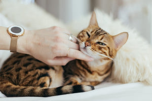 Reasons Why Your Cats Purr
