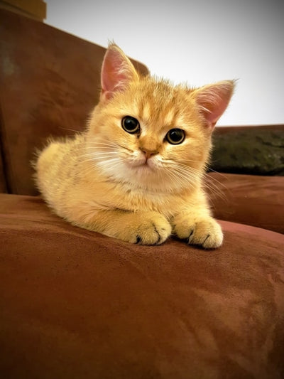 british shorthair cat breed