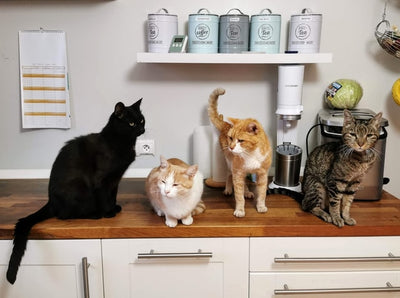 What Kind Of Cat Is My Domestic Cat?