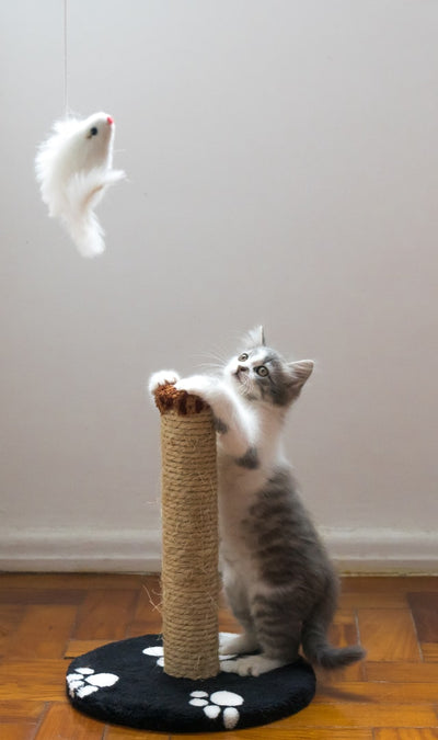 Does catnip work on all cats?
